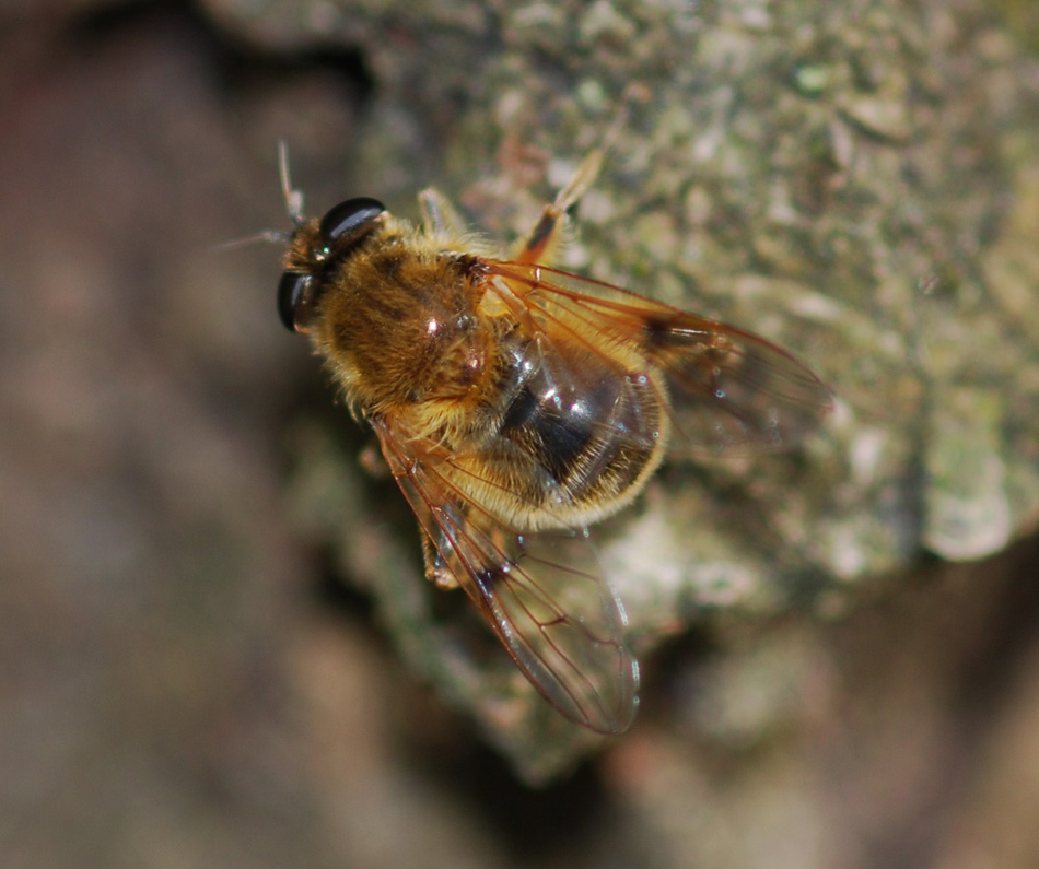 Brachypalpus valgus ♀ (Syrphidae)